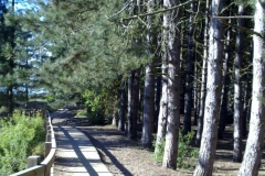 Path through pines
