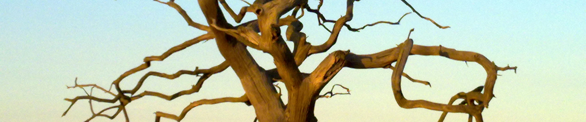 gnarled tree River Alde Suffolk by Lindsay Want