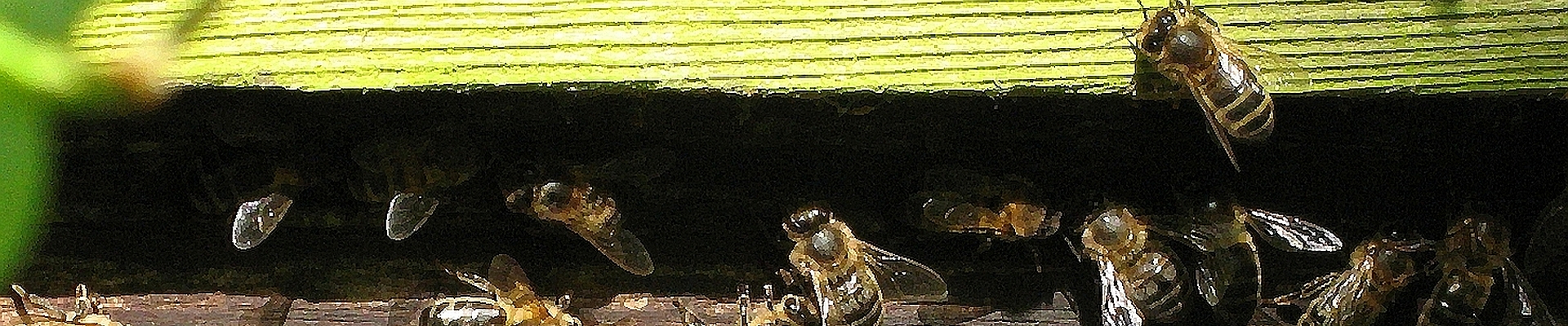 Busy bees by their hive